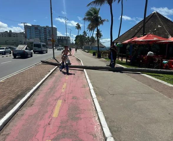 Coqueiro cai e bloqueia ciclovia na orla de Jatiúca