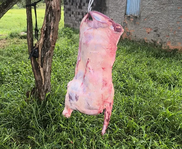 PM apreende armas, resgata 60 aves e encerra abate clandestino no interior de AL