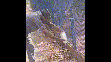 Vídeo: trabalhador tenta dar água a lagarto e perde parte do dedo após ataque