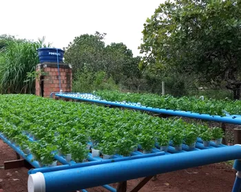 No Agreste alagoano, jovem produtor rural aposta na hidroponia e fortalece a agricultura familiar