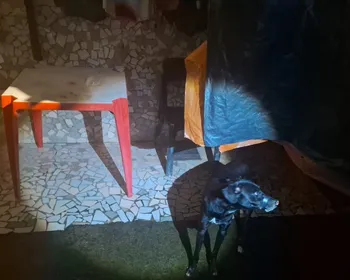 Polícia Militar prende homem suspeito de amarrar boca de cachorro com fita isolante em Maceió