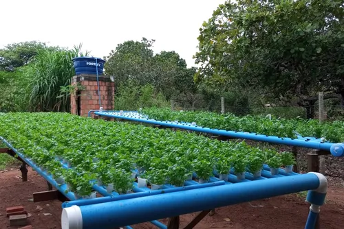 
				No Agreste alagoano, jovem produtor rural aposta na hidroponia e fortalece a agricultura familiar
			
			