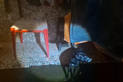
				Polícia Militar prende homem suspeito de amarrar boca de cachorro com fita isolante em Maceió
			
			