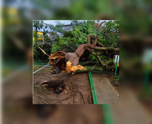 Queda de árvore sobre fiação elétrica deixa adolescente ferido