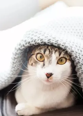 5 cuidados essenciais para proteger seu pet nos dias frios