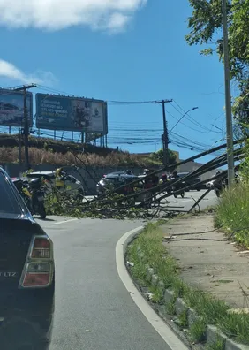 Árvore cai sobre veículo e bloqueia duas faixas da Leste-Oeste, em Maceió