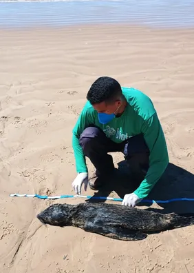 Lobo-marinho avistado em Jequiá da Praia é achado morto em Feliz Deserto