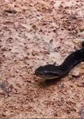 Cobra mais perigosa do Brasil fica a centímetros de biólogo e vídeo impressiona