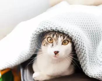 5 cuidados essenciais para proteger seu pet nos dias frios