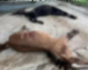 Empresa teria conhecimento de substâncias tóxicas em ração que matou cavalos em Atalaia, aponta MP