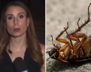 Barata sobe em jornalista e viraliza: entenda os riscos do contato