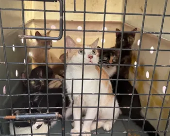 Brasileiros resgatam mais de 50 gatos após terremotos na Venezuela