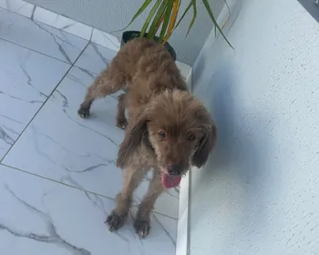 Cachorrinha foge durante viagem com transportadora em Arapiraca: 'Sem notícias dela'