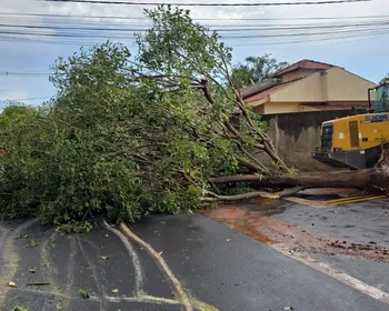 Cidades da Zona da Mata estão sob alerta de vendaval; veja lista