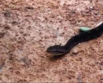 Cobra mais perigosa do Brasil fica a centímetros de biólogo e vídeo impressiona