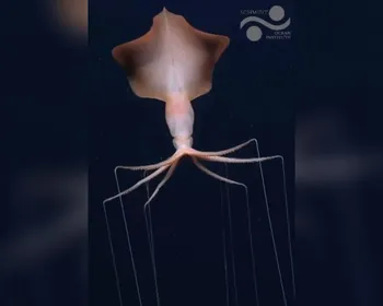 Expedição registra duas lulas-gigantes raras no oceano profundo