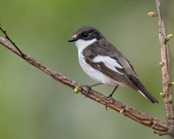 Fêmeas de pássaros detectam parceiros que foram “infiéis” pelo canto