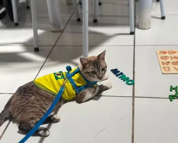 Gato desaparecido há quase dois meses em Arapiraca é encontrado no Rio Grande do Norte
