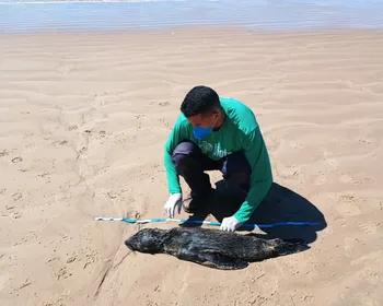 Lobo-marinho avistado em Jequiá da Praia é achado morto em Feliz Deserto