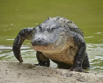 Menino de 11 anos tem mão amputada após ataque de jacaré