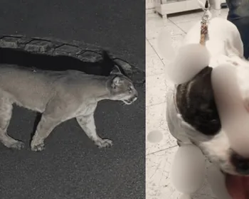 Onça invade casa de condomínio e ataca pitbull