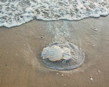 Praias do litoral têm aumento na presença de águas-vivas