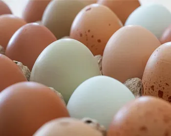 Risco de salmonella leva a recall de 1,59 milhão de dúzias de ovos
