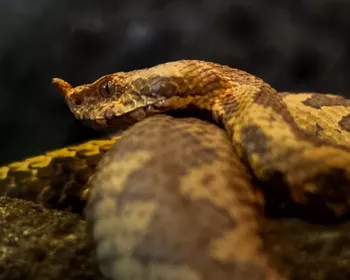 Tamanho não é documento: quais espécies de animais lideram mortes no mundo?