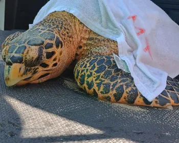 Tartaruga-de-pente ferida é resgatada na Praia de Ipioca