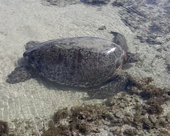 Tartaruga-verde é encontrada presa em recife de coral na Praia de Ipioca