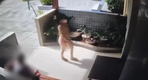 VÍDEO: mulher passa por portaria de condomínio, entra em apartamento de idosa e leva R$ 13 mil