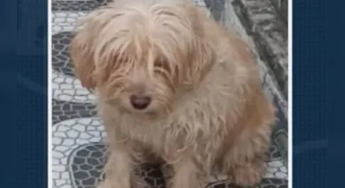 Tutores pedem ajuda para encontrar animais desaparecidos em Maceió; veja como ajudar!