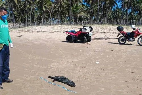 
				Lobo-marinho encontrado morto no litoral de Alagoas teve broncopneumonia severa
			
			