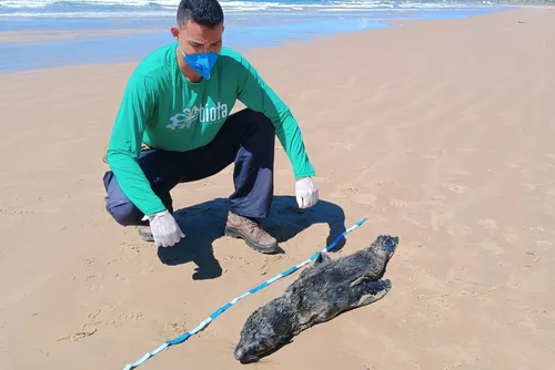
				Lobo-marinho avistado em Jequiá da Praia é achado morto em Feliz Deserto
			
			
