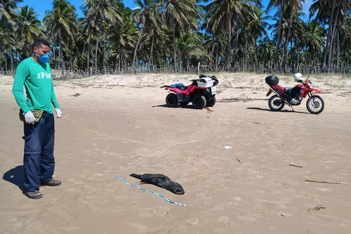 
				Lobo-marinho avistado em Jequiá da Praia é achado morto em Feliz Deserto
			
			