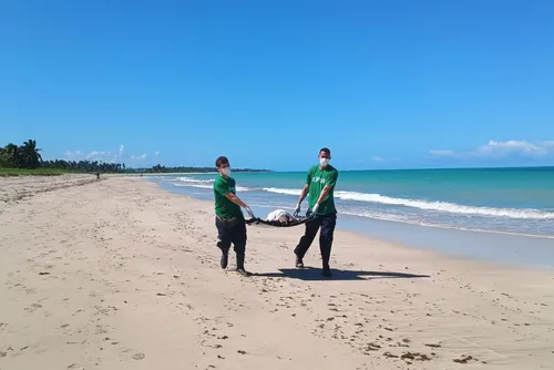 
				Tartaruga-de-pente ferida é resgatada na Praia de Ipioca
			
			
