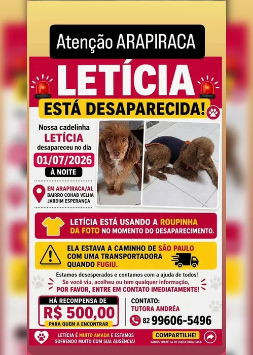 
				Cachorrinha foge durante viagem com transportadora em Arapiraca: 'Sem notícias dela'
			
			