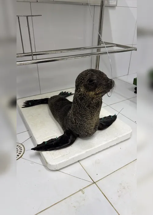 
				Lobo-marinho encontrado morto no litoral de Alagoas teve broncopneumonia severa
			
			