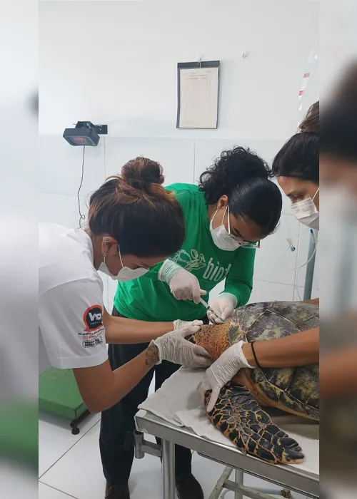 
				Tartaruga-de-pente ferida é resgatada na Praia de Ipioca
			
			