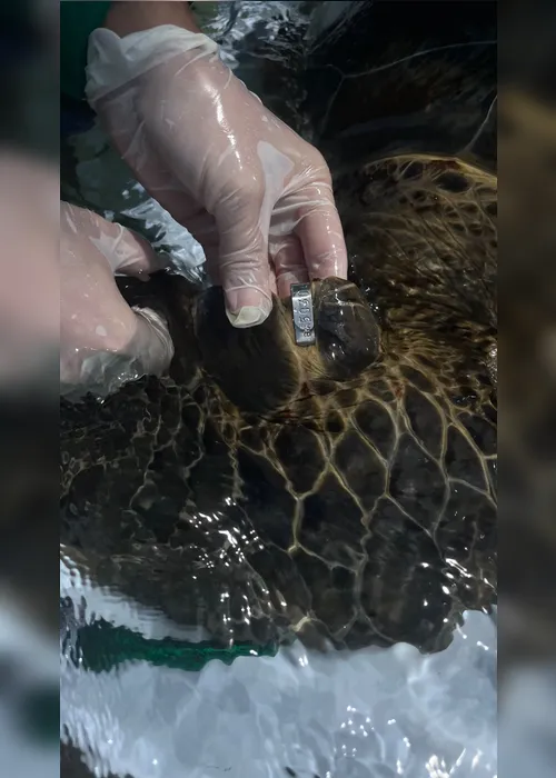
				Tartaruga-verde é encontrada presa em recife de coral na Praia de Ipioca
			
			