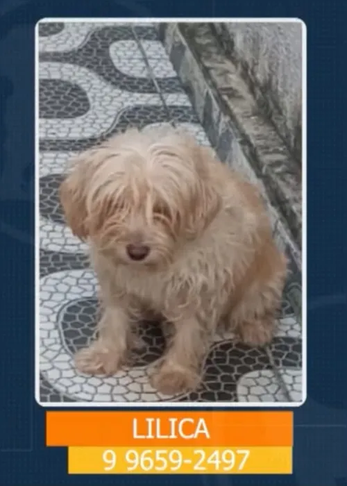 
				Tutores pedem ajuda para encontrar animais desaparecidos em Maceió; veja como ajudar!
			
			