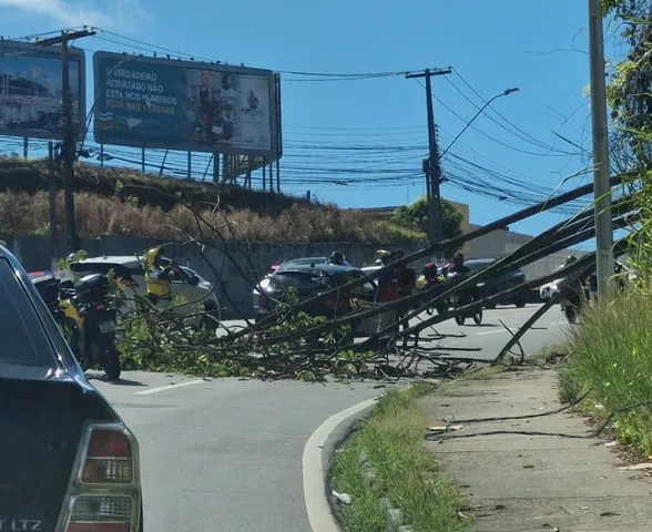 Árvore cai sobre veículo e bloqueia duas faixas da Leste-Oeste, em Maceió