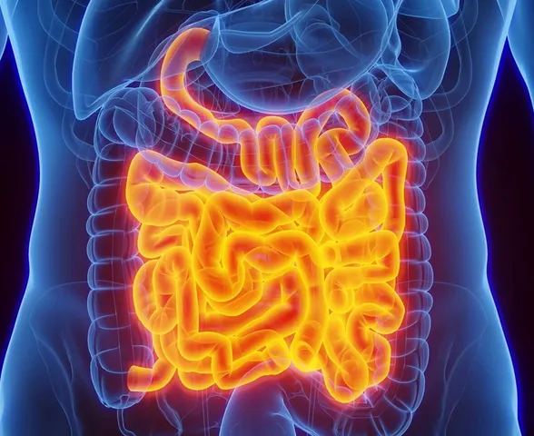 Intestino envia sinais que podem ajudar o cérebro a guardar memórias