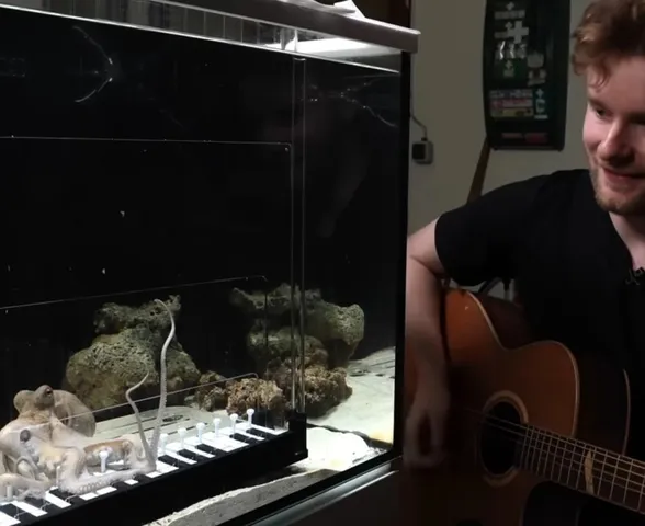 Jovem compra polvo vivo em mercado e ensina animal a tocar piano. Veja o vídeo
