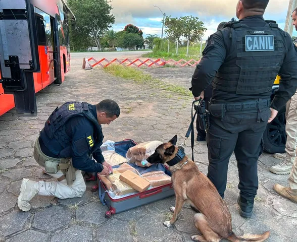 Passageiro é preso com 31 kg de maconha em mala dentro de ônibus na BR-101