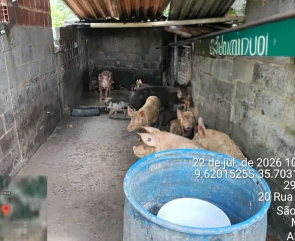 Pocilga é interditada durante fiscalização no bairro São Jorge