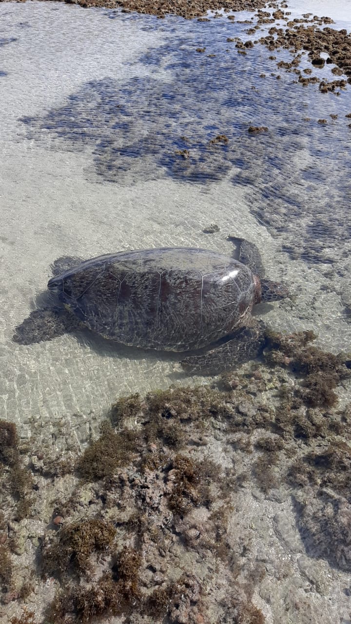Tartaruga-verde é encontrada presa em recife de coral na Praia de Ipioca