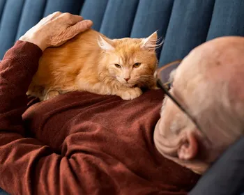 Interação entre gato e humano aumenta níveis de hormônio do amor em ambos