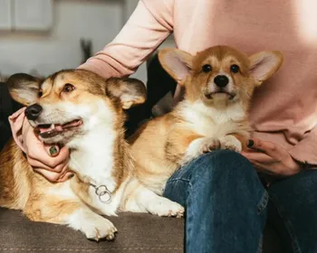 Cérebro de cães tem habilidade ligada à fala semelhante à dos humanos