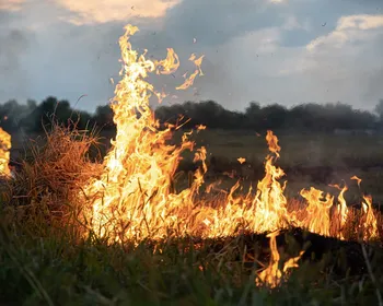 Cerrado é preparado para o fogo, mas incêndio frequente evita recuperação